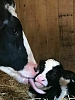 La vaca que se escapó del matadero para salvarle la vida a su cría