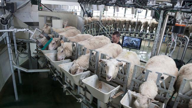 Sala de ordeño rotativa interna para ovejas y cabras